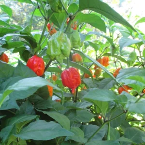 6 Carolina Reaper Live Plant Starts - 75+ Days Old Super Hot Pepper Plants for Fiery Harvest - Image 6
