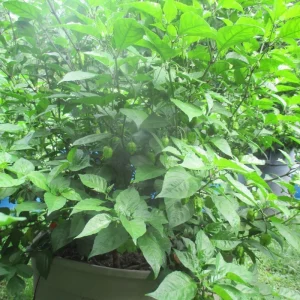 6 Carolina Reaper Live Plant Starts - 75+ Days Old Super Hot Pepper Plants for Fiery Harvest - Image 9