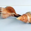 6 Stripped Fox Seashells 3-5" – Natural Shells for Terrariums & Decor - Image 1
