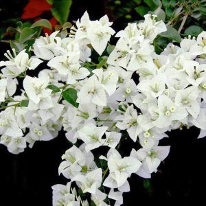Coconut Ice Bougainvillea Vine Live Plant - 3-6" Tall Tropical Flowering Vine