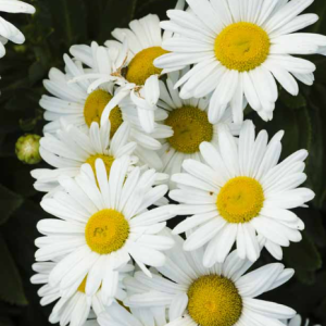 Montauk Daisy Live Plant - Chrysanthemum - 2-5" Tall Hardy Perennial WHITE Flower