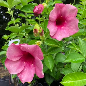 Pink Jubilee Live Plant, Pack of 2, 5-9 Inch, Heat Tolerant Trumpet Bush - Image 2