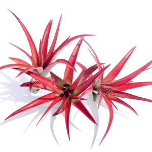 Abdita Air Plant Live Plant - Tillandsia Multiflora - Red & Purple Bloom - 4 inch - Image 2