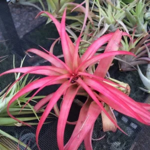 Abdita Air Plant Live Plant - Tillandsia Multiflora - Red & Purple Bloom - 4 inch - Image 4