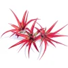 Abdita Air Plant Live Plant - Tillandsia Multiflora - Red & Purple Bloom - 4 inch - Image 1