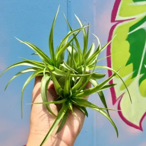 Abdita Air Plant (Tillandsia) Live Plant – Terrarium & Indoor Decor - Image 2