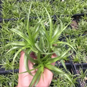 Abdita Air Plant (Tillandsia) Live Plant – Terrarium & Indoor Decor - Image 3