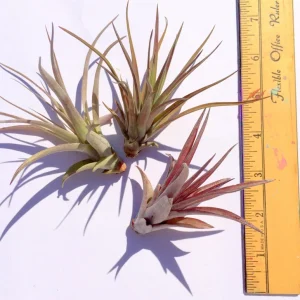 Abdita Air Plant (Tillandsia) Live Plant – Terrarium & Indoor Decor - Image 4