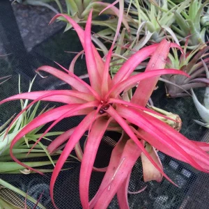 Abdita Air Plant (Tillandsia) Live Plant – Terrarium & Indoor Decor - Image 5