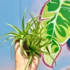 Abdita Air Plant (Tillandsia) Live Plant – Terrarium & Indoor Decor - Image 1
