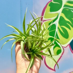 Abdita Air Plant (Tillandsia) Live Plant – Terrarium & Indoor Decor - Image 1