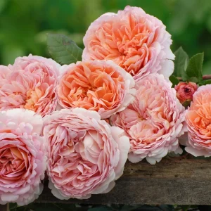 Abraham Darby Rose Live Plant 6 inch – Fragrant Shrub – Outdoor - Image 4