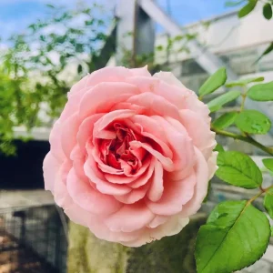 Abraham Darby Rose Live Plant 6 inch – Fragrant Shrub – Outdoor - Image 5