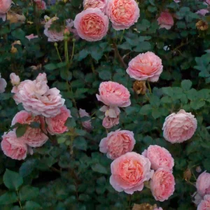 Abraham Darby Rose Live Plant 6 inch – Fragrant Shrub – Outdoor - Image 6