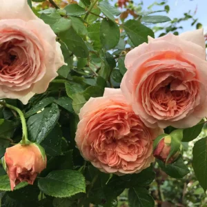 Abraham Darby Rose Live Plant 6 inch – Fragrant Shrub – Outdoor - Image 7