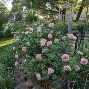 Abraham Darby Rose Live Plant 6 inch – Fragrant Shrub – Outdoor - Image 8
