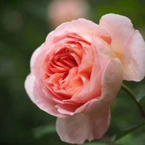 Abraham Darby Rose Live Plant 6 inch – Fragrant Shrub – Outdoor - Image 9