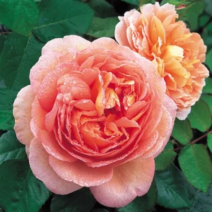Abraham Darby Rose Live Plant 6 inch – Fragrant Shrub – Outdoor - Image 1