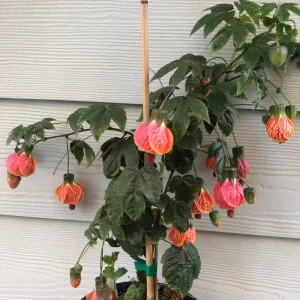 Abutilon Green Variegated Peach Live Plant - 4 inch Pot - Starter Plant - Image 2