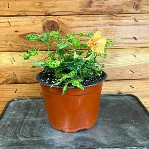 Abutilon Green Variegated Peach Live Plant - 4 inch Pot - Starter Plant - Image 3