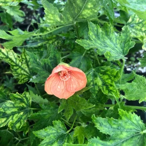 Abutilon Green Variegated Peach Live Plant - 4 inch Pot - Starter Plant - Image 4