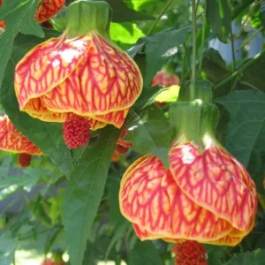 Abutilon Green Variegated Peach Live Plant - 4 inch Pot - Starter Plant - Image 5