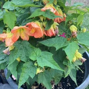 Abutilon Green Variegated Peach Live Plant - 4 inch Pot - Starter Plant - Image 6