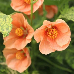 Abutilon Green Variegated Peach Live Plant - 4 inch Pot - Starter Plant - Image 1