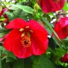 Abutilon Lucky Lantern Live Plant - Flowering Maple Starter Plug - 1" Dwarf Shrub for Indoor/Outdoor Garden - Image 1