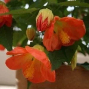 Abutilon Lucky Lantern Live Plant - Flowering Maple Starter Plug - 1