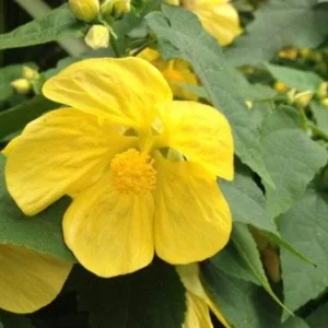 Abutilon Lucky Lantern Live Plant - Flowering Maple Starter Plug - 1