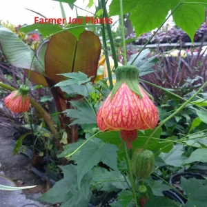 Abutilon Orange Tiger Flowering Maple Live Plant – 4 inch Pot - Image 1