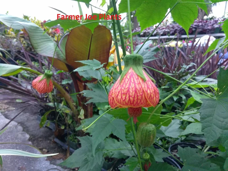 Abutilon Orange Tiger Flowering Maple Live Plant – 4 inch Pot - Image 1