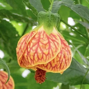 Abutilon Orange Tiger Live Plant - Bell Hibiscus Tropical Flowering Houseplant - 4-6