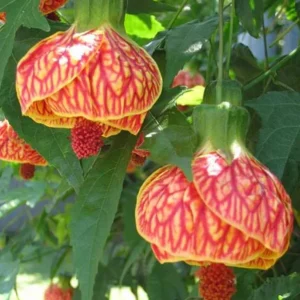 Abutilon Orange Tiger Live Plant - Bell Hibiscus Tropical Flowering Houseplant - 4-6