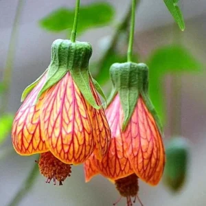 Abutilon Orange Tiger Live Plant - Bell Hibiscus Tropical Flowering Houseplant - 4-6