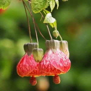 Abutilon Orange Tiger Live Plant - Bell Hibiscus Tropical Flowering Houseplant - 4-6