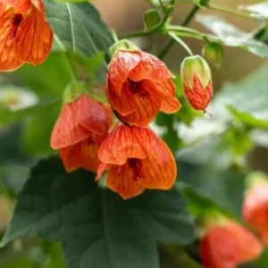 Abutilon Orange Tiger Live Plant - Bell Hibiscus Tropical Flowering Houseplant - 4-6