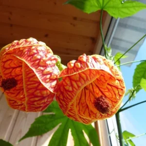 Abutilon Orange Tiger Live Plant - Bell Hibiscus Tropical Flowering Houseplant - 4-6