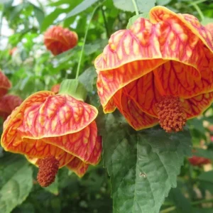 Abutilon Orange Tiger Live Plant - Bell Hibiscus Tropical Flowering Houseplant - 4-6