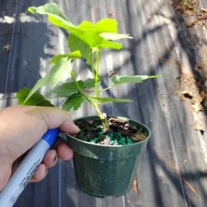 Abutilon Orange Tiger Live Plant - Bell Hibiscus Tropical Flowering Houseplant - 4-6