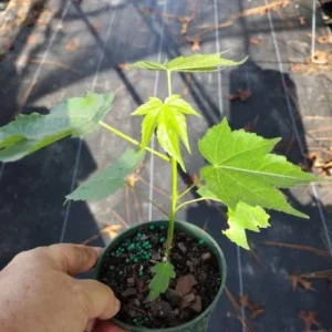 Abutilon Orange Tiger Live Plant - Bell Hibiscus Tropical Flowering Houseplant - 4-6