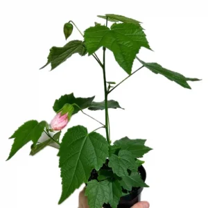 Abutilon Pink Flowering Live Plant – 4 inch Pot – Starter Plant – Indoor/Outdoor - Image 10