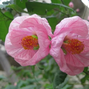 Abutilon Pink Flowering Live Plant – 4 inch Pot – Starter Plant – Indoor/Outdoor - Image 2