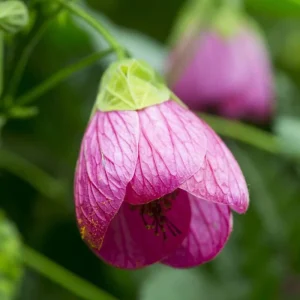 Abutilon Pink Flowering Live Plant – 4 inch Pot – Starter Plant – Indoor/Outdoor - Image 1