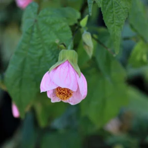 Abutilon Pink Flowering Live Plant – 4 inch Pot – Starter Plant – Indoor/Outdoor - Image 3