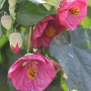 Abutilon Pink Flowering Live Plant – 4 inch Pot – Starter Plant – Indoor/Outdoor - Image 4