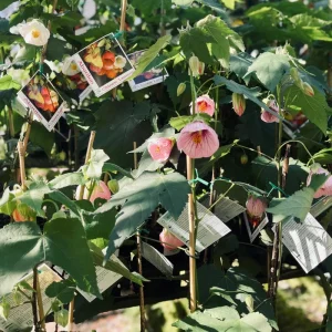 Abutilon Pink Flowering Live Plant – 4 inch Pot – Starter Plant – Indoor/Outdoor - Image 5