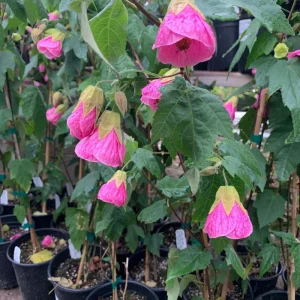 Abutilon Pink Flowering Live Plant – 4 inch Pot – Starter Plant – Indoor/Outdoor - Image 6
