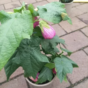 Abutilon Pink Flowering Live Plant – 4 inch Pot – Starter Plant – Indoor/Outdoor - Image 7